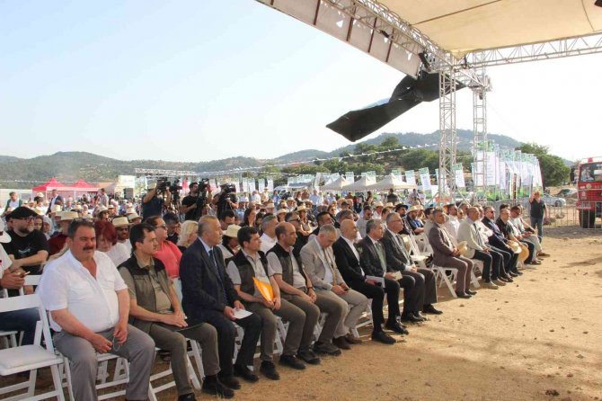 Yudum Egemden Ve Tohum Derneği, Yabani Zeytin Ağaçlarını Ekonomiye Kazandırıyor