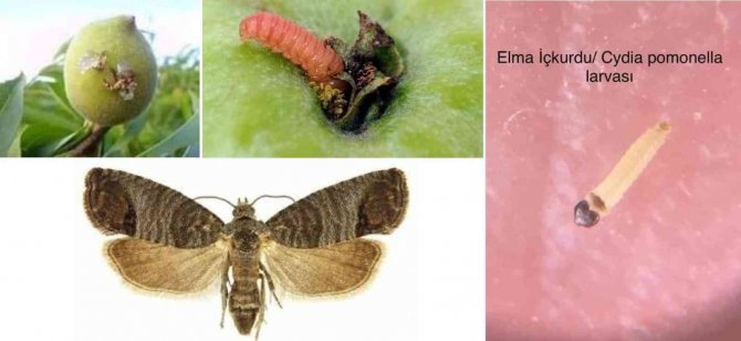 Elma İç Kurdu İçin İlaçlama Zamanı