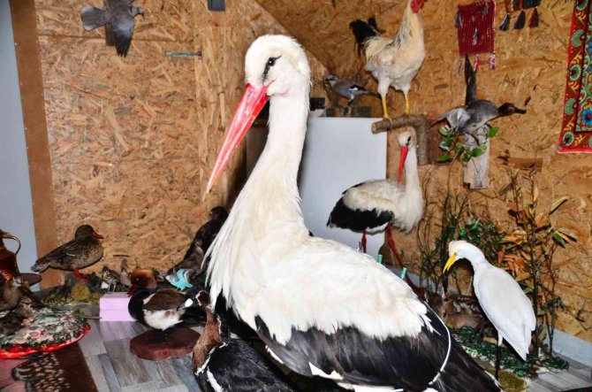 Telef Olan Hayvanlar Sanat Eserine Dönüşüyor