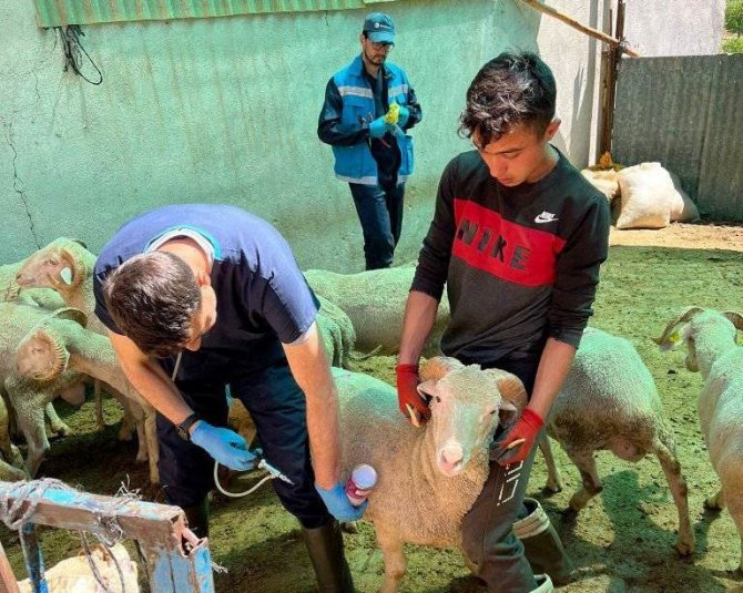 Şaphane’de Küçükbaş Hayvan Küpeleme Ve Aşılama Çalışmaları