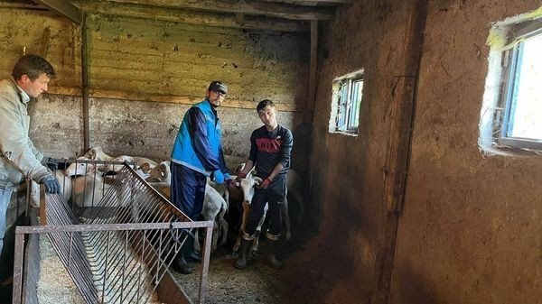 Şaphane’de Küçükbaş Hayvan Küpeleme Ve Aşılama Çalışmaları