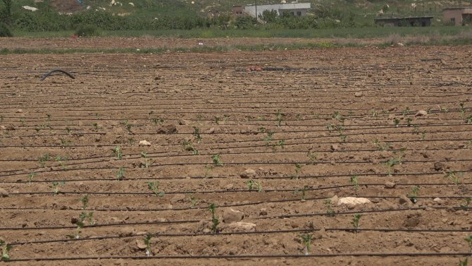 Şırnak’ta Atıl Durumdaki Araziler Üretimle Değerleniyor