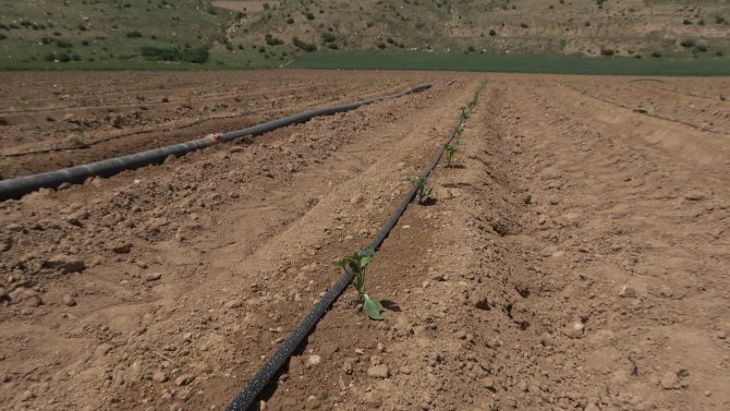 Şırnak’ta Atıl Durumdaki Araziler Üretimle Değerleniyor