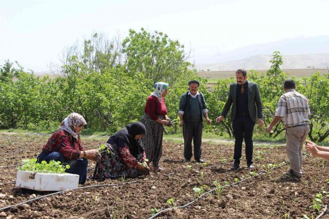 Şırnak’ta Atıl Durumdaki Araziler Üretimle Değerleniyor