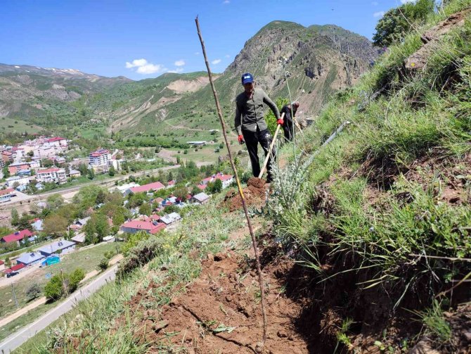 Tunceli’de Meyve Fidanları Toprakla Buluştu