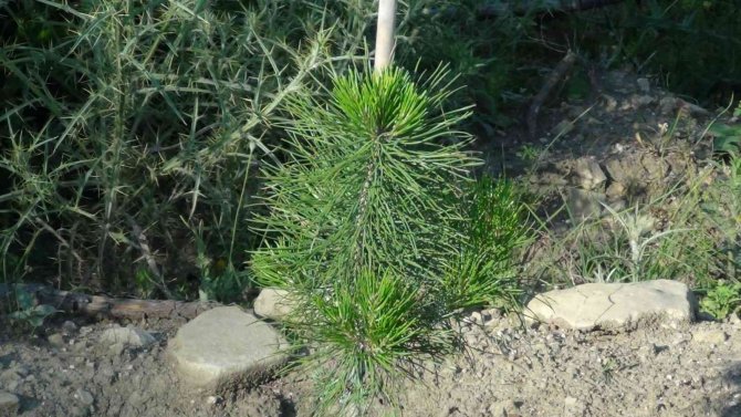 Adana’da Yanan Orman Küllerinden Yeniden Doğdu