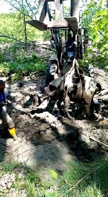 Bataklığa Saplanan İneği Kepçe Yardımı İle Kurtardılar