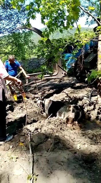 Bataklığa Saplanan İneği Kepçe Yardımı İle Kurtardılar
