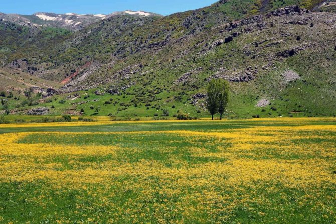 Sarı Çiçeklerle Süslenen Mendereslerden Kartpostallık Görüntüler