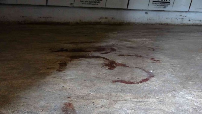 Çanakkale’de Korkunç Cinayet: Kadının Başına Kürekle Vurarak Öldürdü, Gözlerini Oydu