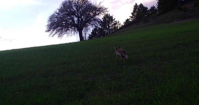 Vahşi Yaşamın Sırları Fotokapana Yakalandı