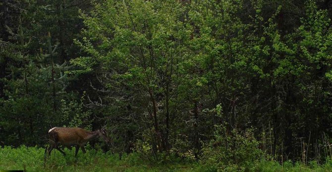 Vahşi Yaşamın Sırları Fotokapana Yakalandı