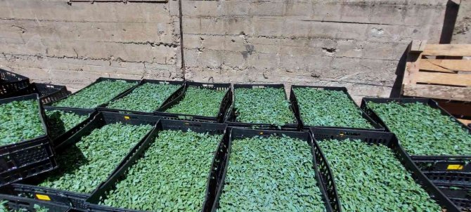 Tunceli’de Vatandaşlara 65 Bin Adet Sebze Fidesi Dağıtıldı