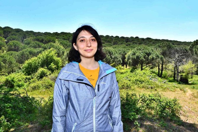 Kozak’ta Çam Fıstığı İçin Mücadele Sürüyor