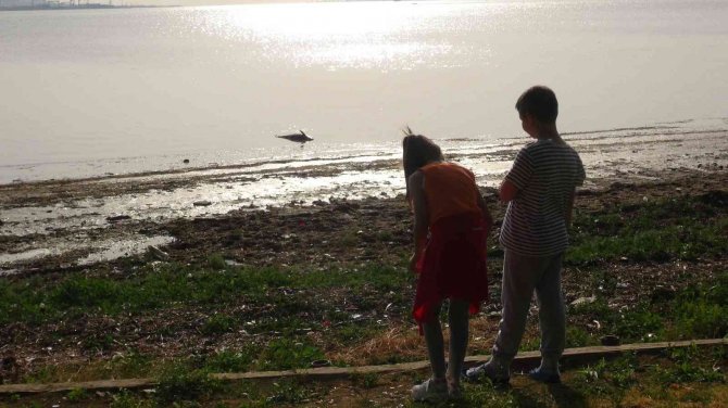 İ̇zmit Körfezi’nde Ölü Yunus Balığı Kıyıya Vurdu