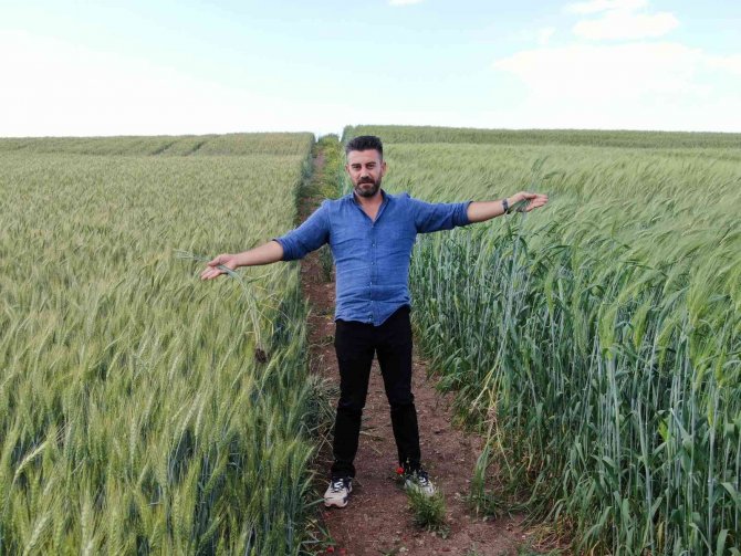 7 Bin Yıllık Buğday Diyarbakır’da Boy Gösterdi, Çiftçiler ’Buğday Sorunu Kalmayacak’ Dedi