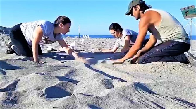 Kaplumbağalar Rahat Üresin Diye Dünyaca Ünlü Kumsallara Kısıtlama Getirildi