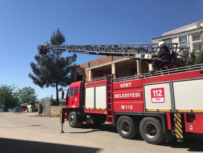 Siirt’te Çam Ağacına Oğul Veren Arılar Kurtarıldı