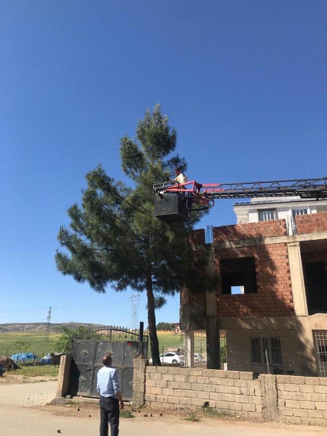 Siirt’te Çam Ağacına Oğul Veren Arılar Kurtarıldı