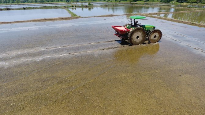 Sinop’ta Çeltik Ekimi Başladı