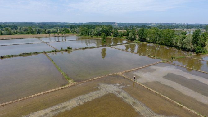 Sinop’ta Çeltik Ekimi Başladı