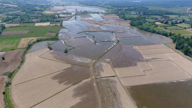 Sinop’ta Çeltik Ekimi Başladı