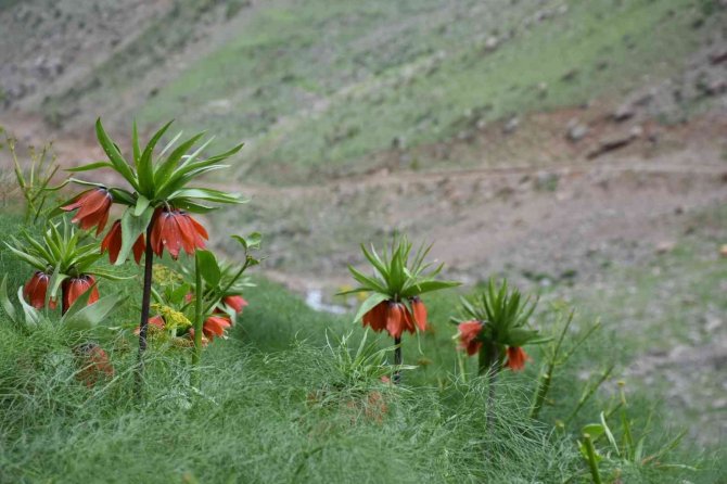 Şırnak’ta Ters Lale İçin Turlar Düzenleniyor