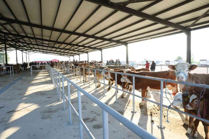 Suluova’da Yeni Hayvan Pazarı Hizmette