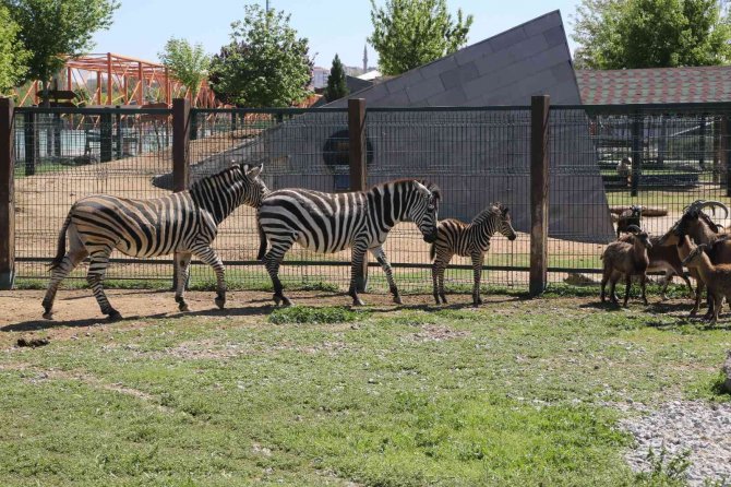 Büyükşehir Hayvanat Bahçesi’nde Yeni Doğan Zebra İlgi Odağı Oldu