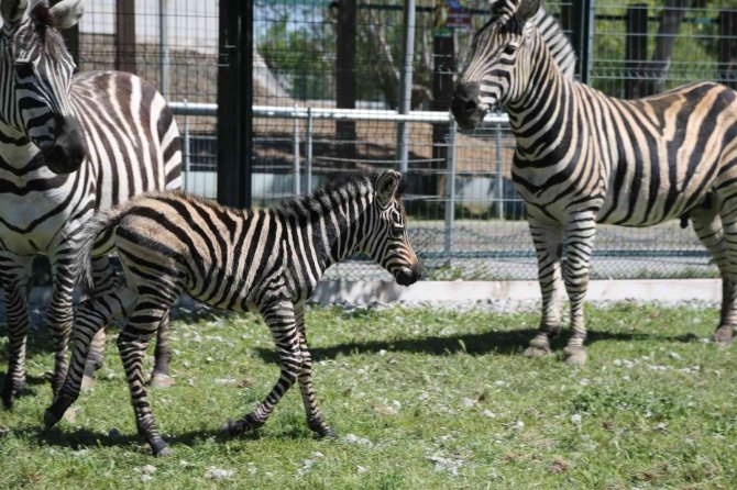 Büyükşehir Hayvanat Bahçesi’nde Yeni Doğan Zebra İlgi Odağı Oldu