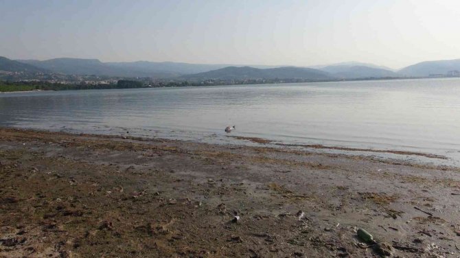 İ̇zmit Körfezi’nde Ölü Yunus Balığı Kıyıya Vurdu