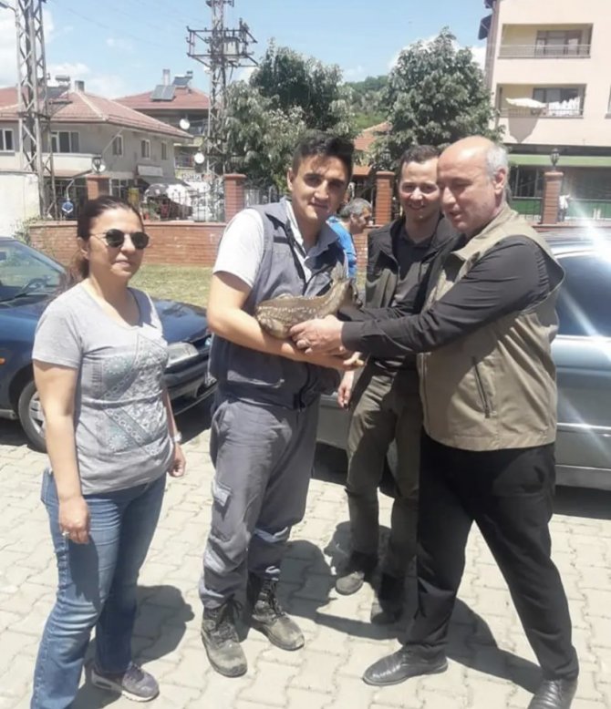 Ormanda Yaralı Karaca Bulundu