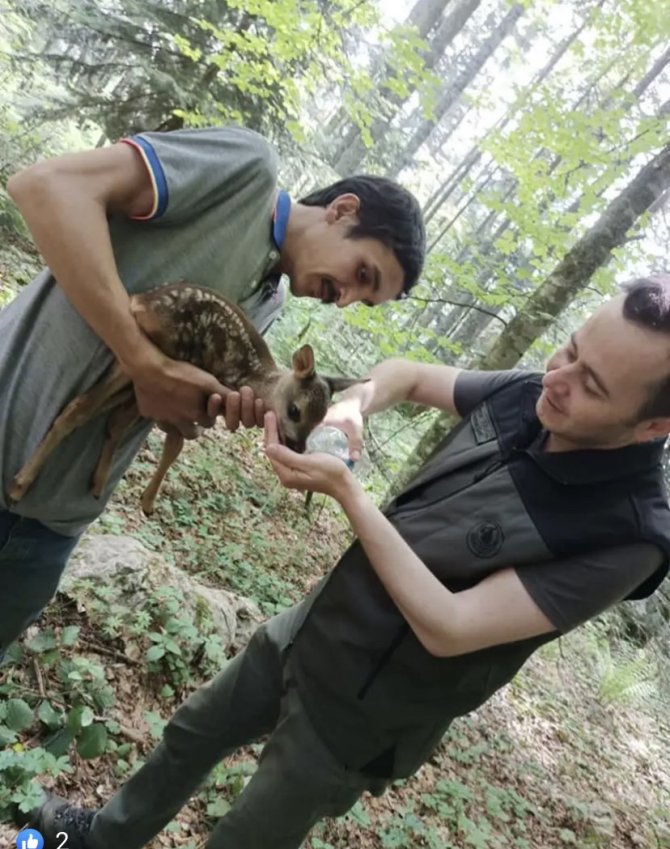 Ormanda Yaralı Karaca Bulundu