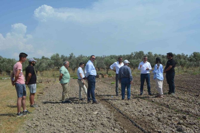 Balıkesir’de 50 Bin Stevya Bitkisi Toprakla Buluştu