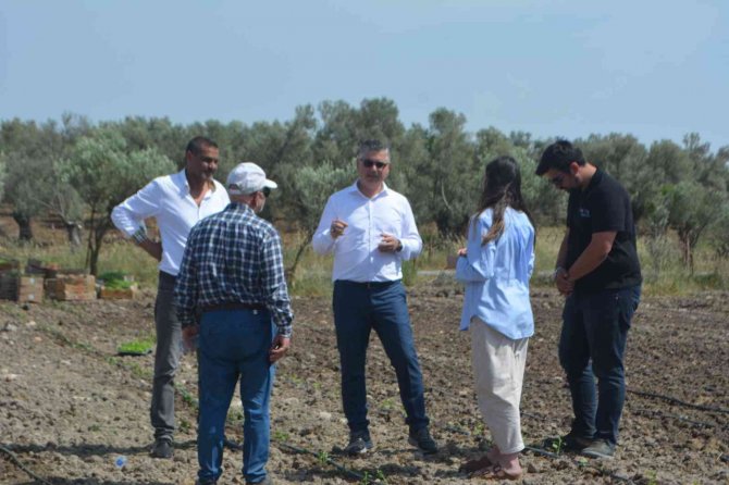 Balıkesir’de 50 Bin Stevya Bitkisi Toprakla Buluştu