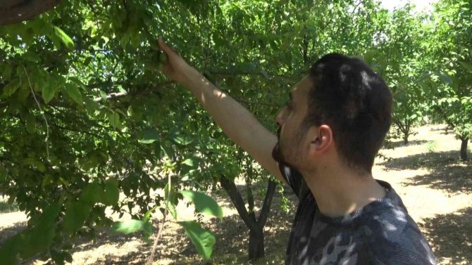 Meşhur İ̇znik Papaz Eriği Hasadı Gün Sayıyor