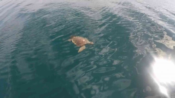 Denizlerin Derinlerinde Yaşayan Balıklar Su Yüzeyinde Görüntülendi