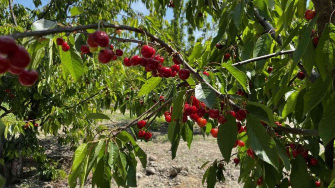Kuşadası’nda Kiraz Hasadı Başladı