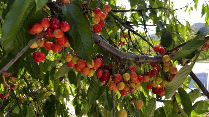 Kuşadası’nda Kiraz Hasadı Başladı
