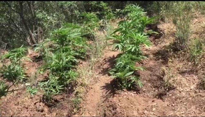 Ödemiş’te 130 Kök Hint Keneviri Ele Geçirildi