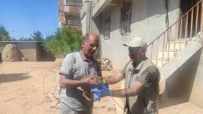 Selden Kurtardığı Yavru Tilkiyi Ekiplere Teslim Etti