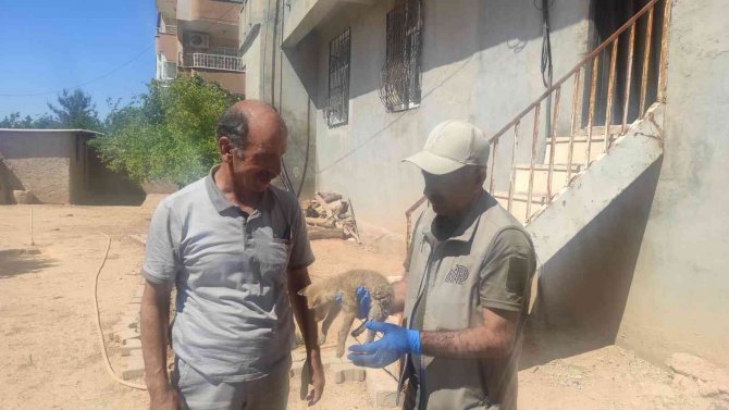 Selden Kurtardığı Yavru Tilkiyi Ekiplere Teslim Etti