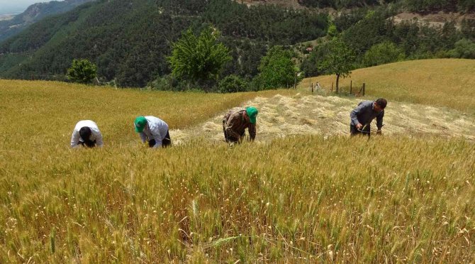 Teknolojinin Giremediği Köyde Orakla Buğday Hasadı