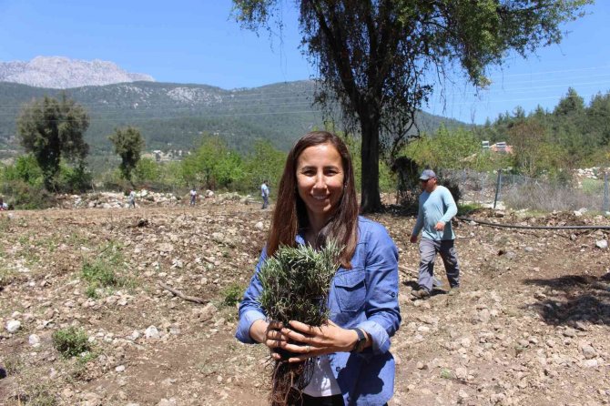 Kemer Lavanta Kokacak