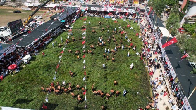 4. Finike Altın Portakal Yağlı Güreşlerinin Başpehlivanı Yusuf Can Zeybek Oldu