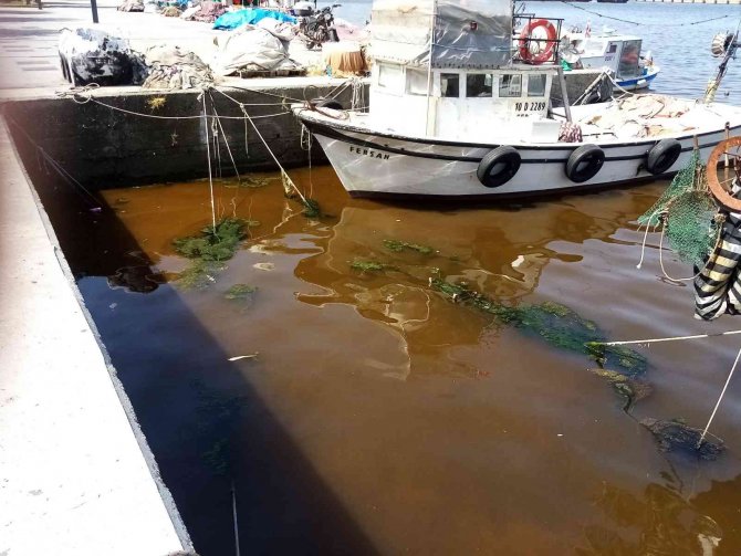 Marmara’dan Sevindiren Haber