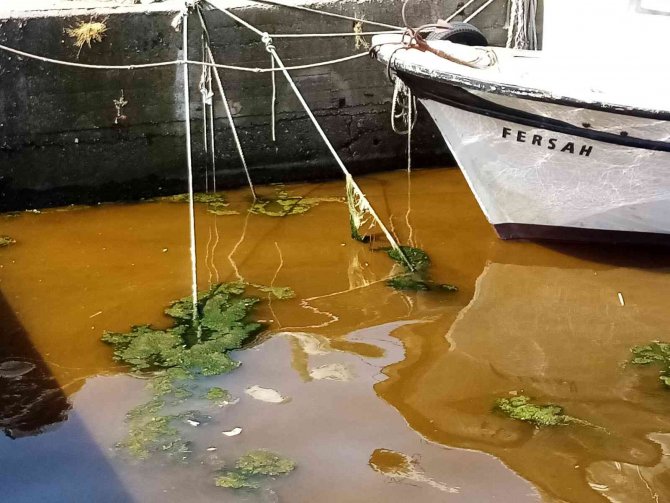 Marmara’dan Sevindiren Haber