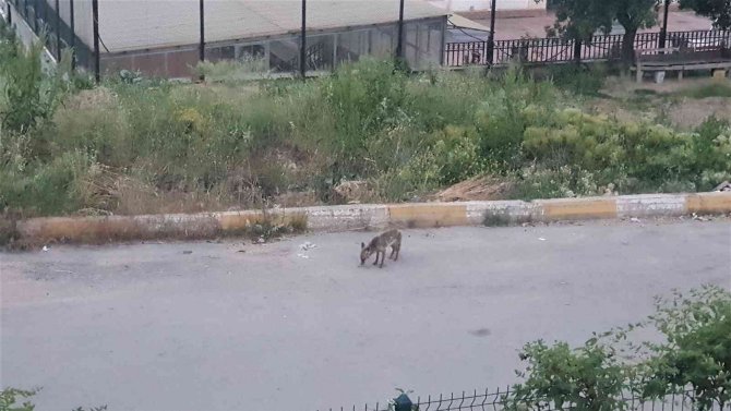 Kurnaz Tilki Yiyeceklerini Toprağa Gömerek Sakladı