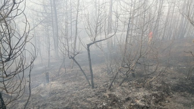 Bolu’daki Orman Yangını Kontrol Altına Alındı