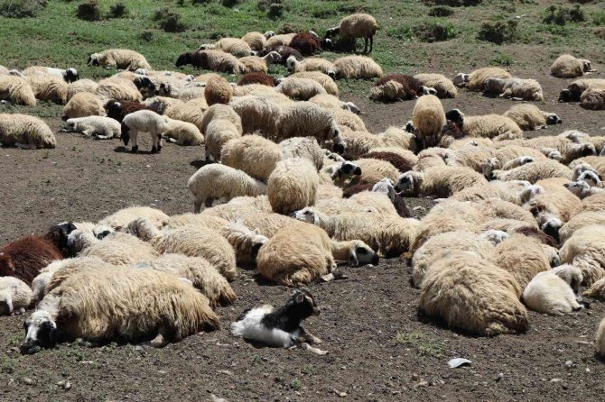 Erzincan’da Göçerlerin Yaylalardaki Mesaisi Başladı